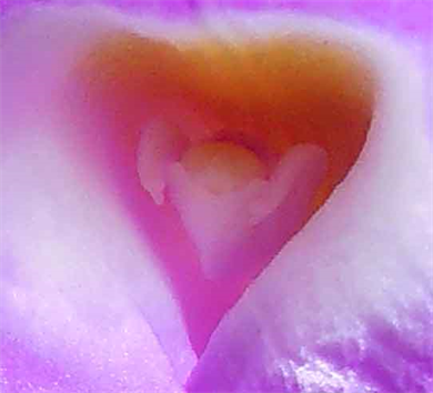 The Pictures of Flowers.
Fine Art Photography Exhibit.
New York Photography Show.
New York Art Galleries Online.
The Latest NYC Photography.
Click Picture For NY Art Tour.